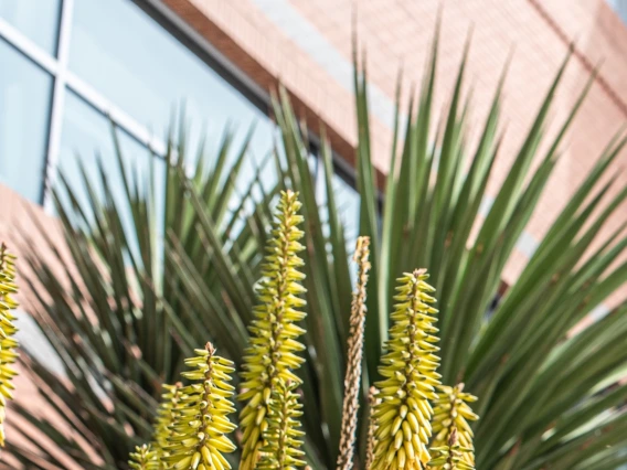 Cactuses and flowers